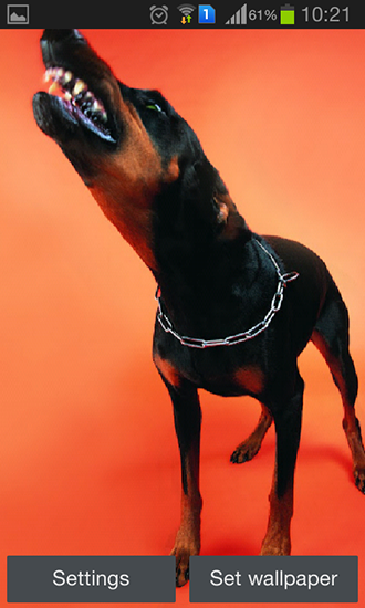 Full version of Android apk livewallpaper Doberman for tablet and phone.
