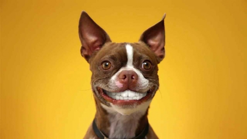 Full version of Android apk livewallpaper Dog smiles for tablet and phone.