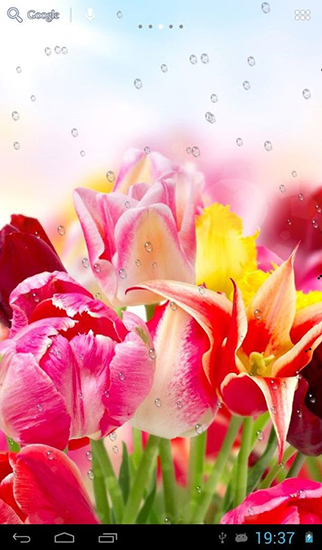Full version of Android apk livewallpaper Drops on tulips for tablet and phone.