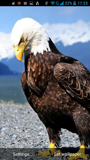Full version of Android apk livewallpaper Eagle for tablet and phone.