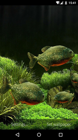Full version of Android apk livewallpaper Fish aquarium 3D for tablet and phone.