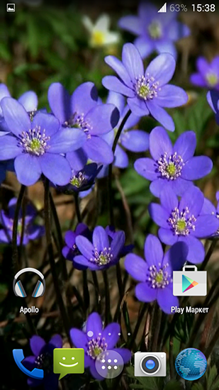 Full version of Android apk livewallpaper Forest flowers for tablet and phone.