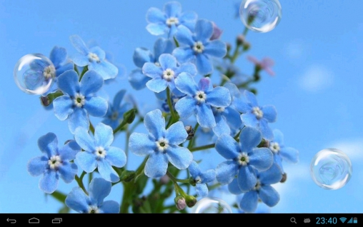 Screenshots of the live wallpaper Forget-me-not for Android phone or tablet.
