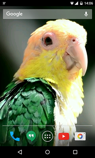 Full version of Android apk livewallpaper Parrots for tablet and phone.