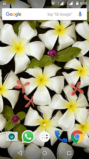 Full version of Android apk livewallpaper Plumeria for tablet and phone.