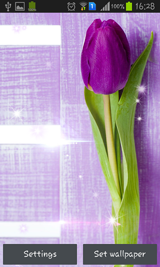 Full version of Android apk livewallpaper Purple tulips for tablet and phone.