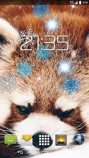 Full version of Android apk livewallpaper Red panda for tablet and phone.
