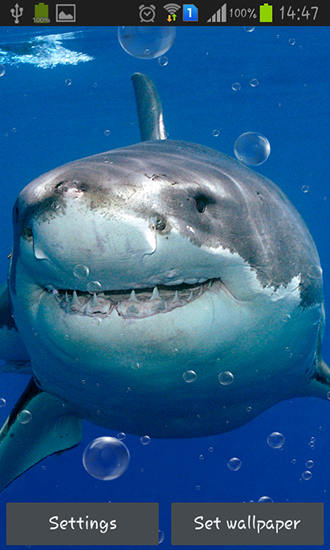 Full version of Android apk livewallpaper Sharks for tablet and phone.