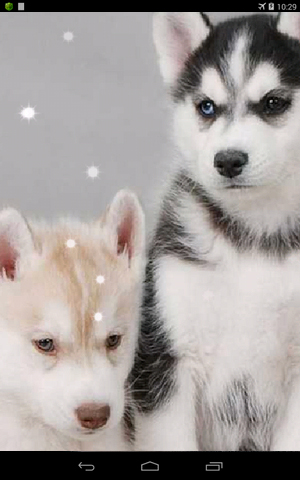 Full version of Android apk livewallpaper Siberian husky for tablet and phone.