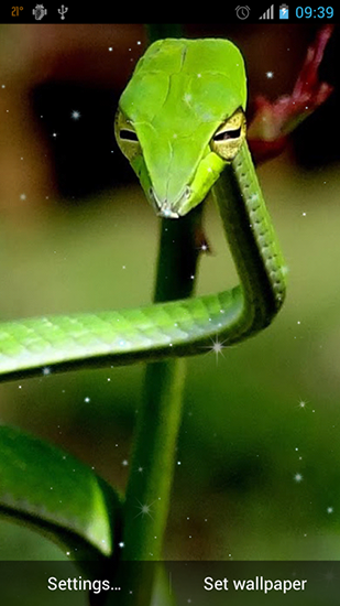 Full version of Android apk livewallpaper Snake for tablet and phone.