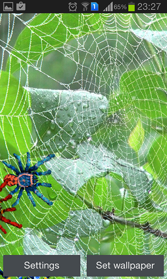 Full version of Android apk livewallpaper Spider for tablet and phone.
