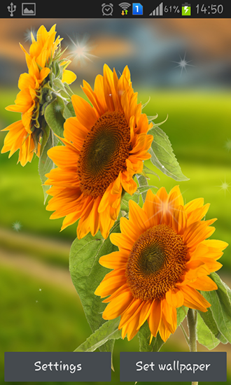 Full version of Android apk livewallpaper Sunflower by Creative factory wallpapers for tablet and phone.