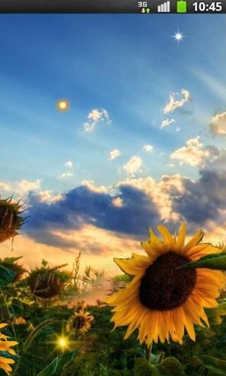Full version of Android apk livewallpaper Sunflower sunset for tablet and phone.