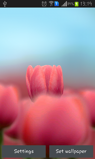 Full version of Android apk livewallpaper Tulip 3D for tablet and phone.