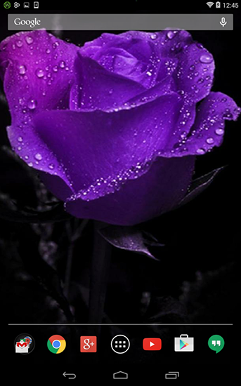 Full version of Android apk livewallpaper Violet rose for tablet and phone.