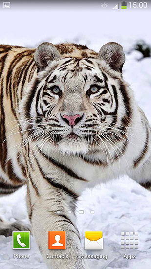 Full version of Android apk livewallpaper White tiger for tablet and phone.