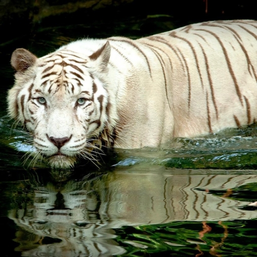 Full version of Android apk livewallpaper White tiger: Water touch for tablet and phone.