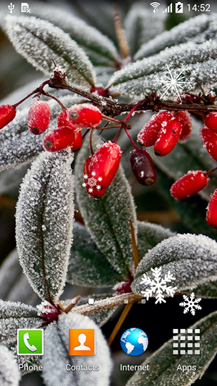 Full version of Android apk livewallpaper Winter flowers for tablet and phone.
