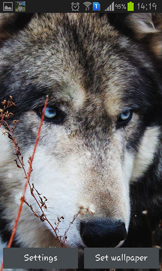 Full version of Android apk livewallpaper Wolf by HQ Awesome live wallpaper for tablet and phone.