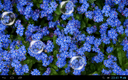 Full version of Android apk livewallpaper Forget-me-not for tablet and phone.