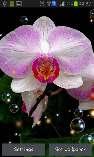 Orchid HD