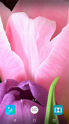 Tulips by Live Wallpapers 3D