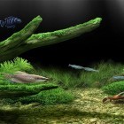 Download live wallpaper Aquarium by Red Stonz for free and Amazing Land for Android phones and tablets .