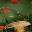 Download live wallpaper Beautiful autumn for free and Aquarium and fish for Android phones and tablets .