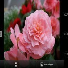 Download live wallpaper Beautiful flowers for free and Car and model for Android phones and tablets .