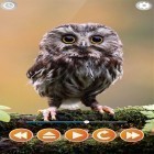 Bird sounds apk - download free live wallpapers for Android phones and tablets.