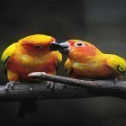 Download live wallpaper Birds by Happy live wallpapers for free and Vampire Love for Android phones and tablets .