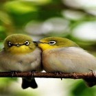 Download live wallpaper Birds by Pro Live Wallpapers for free and Sport for Android phones and tablets .