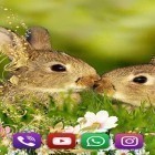 Download live wallpaper Bunnies for free and Draw on sand for Android phones and tablets .