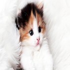 Download live wallpaper Cat by Art LWP for free and Leaves by orchid for Android phones and tablets .