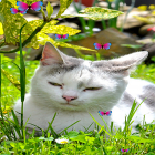 Cat by Fantastic Live Wallpapers apk - download free live wallpapers for Android phones and tablets.