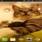 Download live wallpaper Cat by Live wallpaper HD for free and Neon waterfalls for Android phones and tablets .