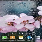 Download live wallpaper Cherry in blossom by BlackBird Wallpapers for free and Rose for Android phones and tablets .