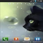 Download live wallpaper Curious Cat for free and Meteor shower by Best Live Background for Android phones and tablets .