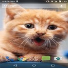 Download live wallpaper Cute cat by Psii for free and Butterflies by Amax LWPS for Android phones and tablets .