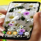 Download live wallpaper Daisies HQ for free and Cartoon city for Android phones and tablets .