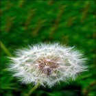 Download live wallpaper Dandelion by Live Wallpaper HD 3D for free and X-mas cat for Android phones and tablets .