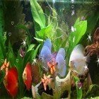 Download live wallpaper Discus 3D for free and Leaves by orchid for Android phones and tablets .
