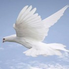 Download live wallpaper Dove for free and Space galaxy 3D for Android phones and tablets .