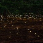 Download live wallpaper Fireflies 3D by Live Wallpaper HD 3D for free and Galaxy nebula for Android phones and tablets .