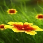 Download live wallpaper Flower 360 3D for free and Garden flowers for Android phones and tablets .