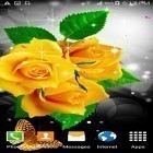Download live wallpaper Flowers by villeHugh for free and Kitten on Christmas for Android phones and tablets .