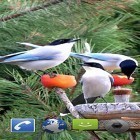 Download live wallpaper Garden birds for free and Ponti Nexus 3D: Decor for Android phones and tablets .