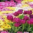 Download live wallpaper Garden flowers for free and Mystical life for Android phones and tablets .