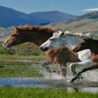 Download live wallpaper Horses by Pro Live Wallpapers for free and Elf world for Android phones and tablets .