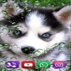 Download live wallpaper Husky by SweetMood for free and Blue flowers by Jacal video live wallpapers for Android phones and tablets .